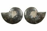 Cut & Polished Ammonite Fossil - Unusual Black Color #367734-1